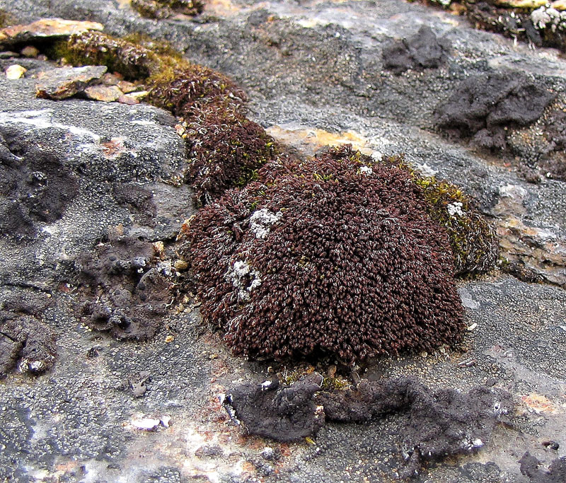 Andreaea alpestris